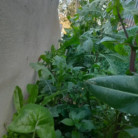 فندق Masal